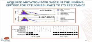 Immunotherapy in mCRC