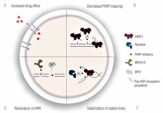 Image of white resistance mechanisms